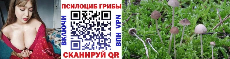 блэк спрут вход  Ефремов  Галлюциногенные грибы Psilocybine cubensis 